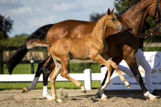 PiamoraB_(InStyleXUnited)-3