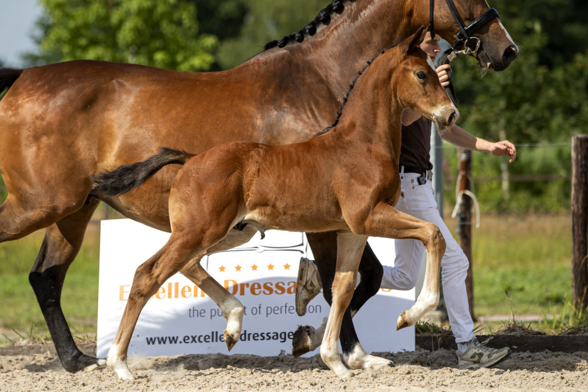 PicassovdBroeken_(Kjento X Charmeur)-2