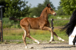 PicassovdBroeken_(Kjento X Charmeur)-3