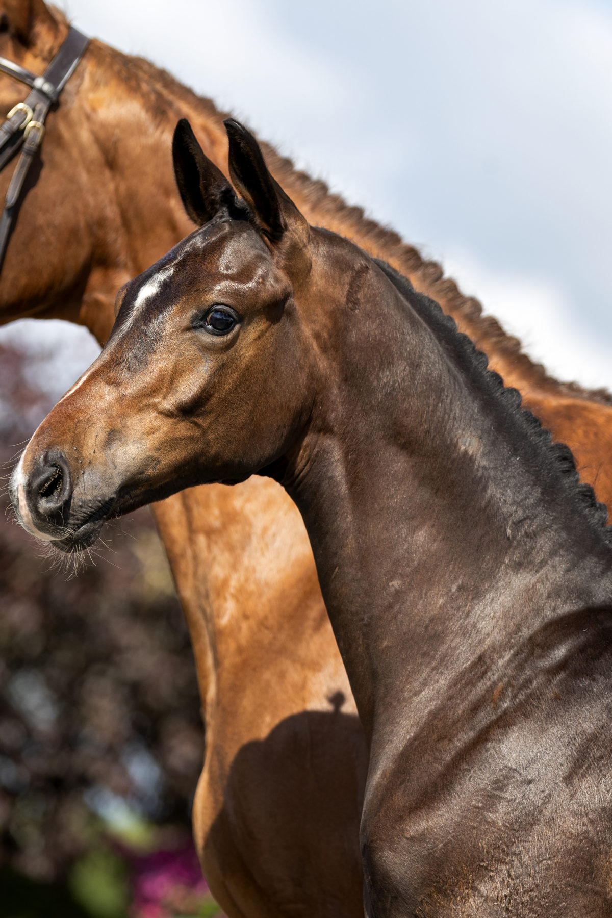 Poseidon_(KoningXHouston)-1