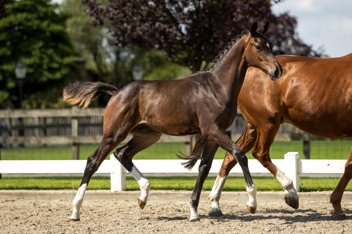 Poseidon_(KoningXHouston)-2