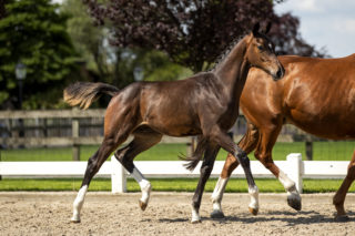 Poseidon_(KoningXHouston)-2