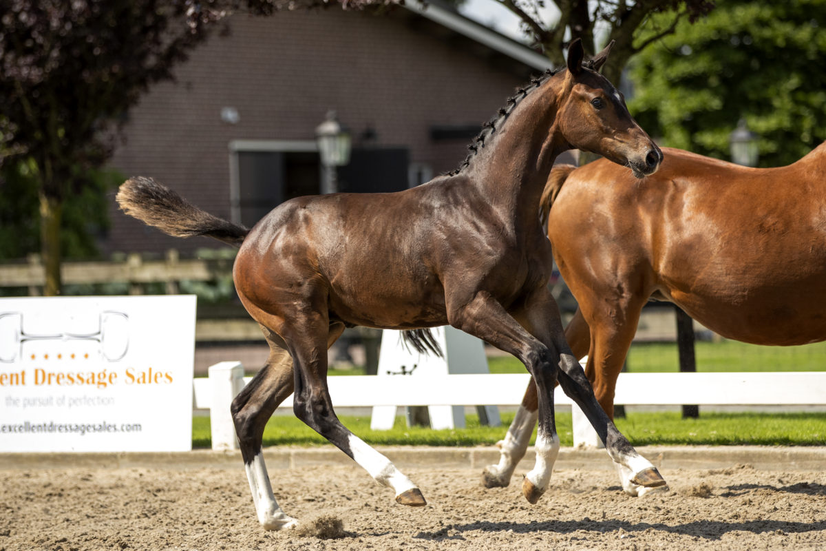 Poseidon_(KoningXHouston)-3