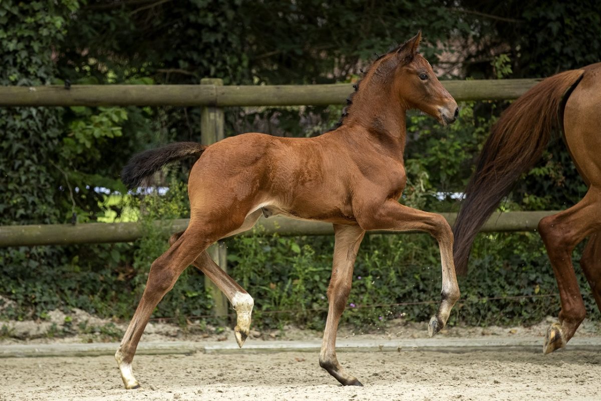 PrettyPerfect_(Livius X UB40)-3 verkleind