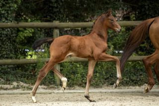 PrettyPerfect_(Livius X UB40)-3 verkleind