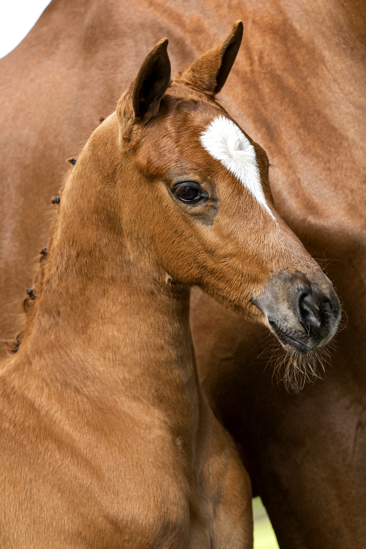 PrimaDonna_(Kevin X Zhivago)-1