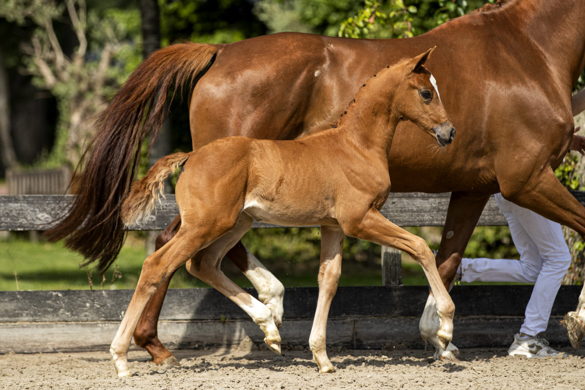 PrimaDonna_(Kevin X Zhivago)-2