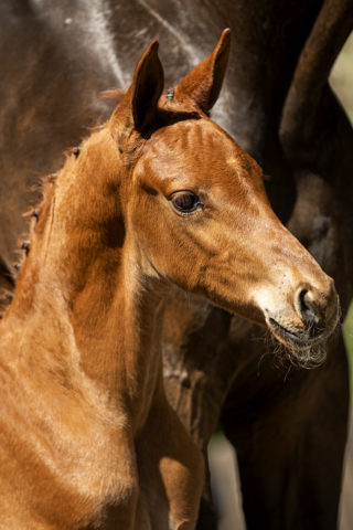 PrimroseEverdeen_(Kevin x Charmeur)-1