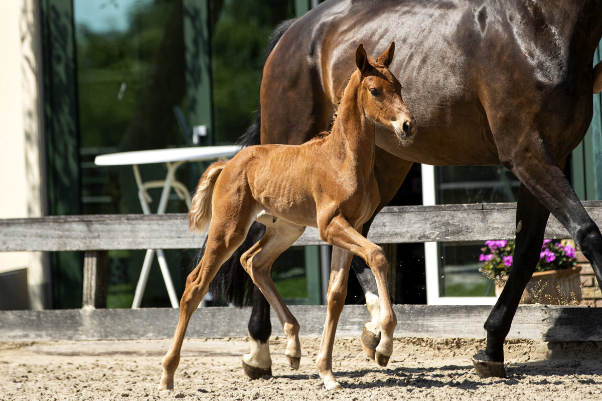 PrimroseEverdeen_(Kevin x Charmeur)-3