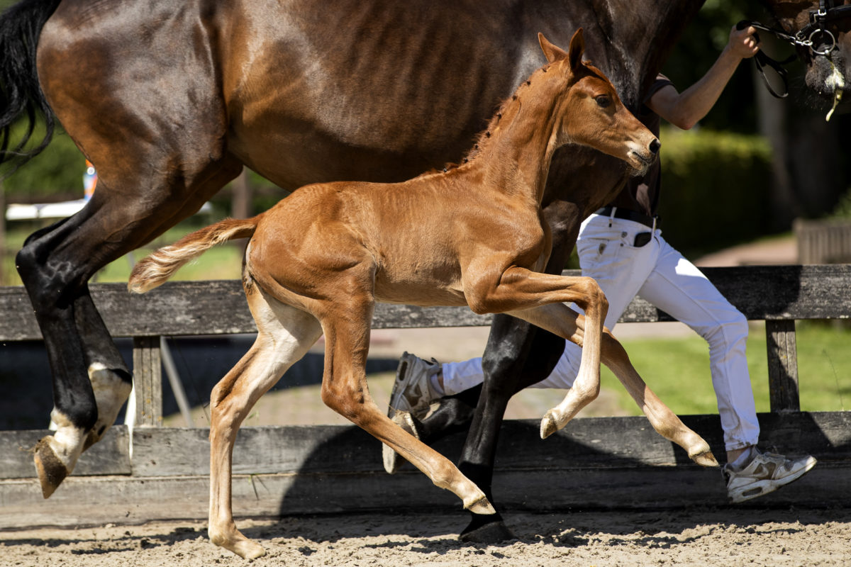 PrimroseEverdeen_(Kevin x Charmeur)-5