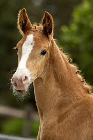 PrinceWilliam_(Furst Wilhelm X Ufo)-1 verkleind