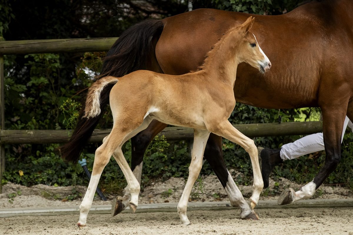 PrinceWilliam_(Furst Wilhelm X Ufo)-2 verkleind