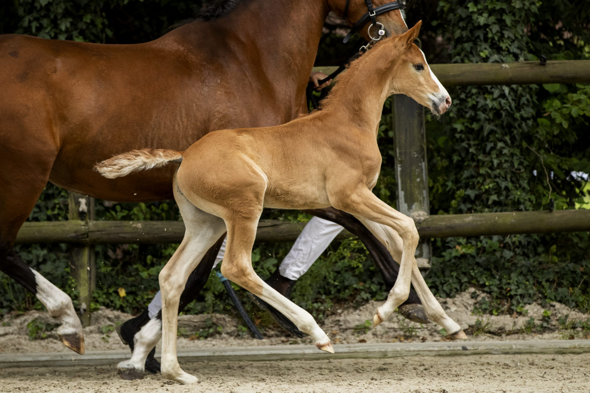 PrinceWilliam_(Furst Wilhelm X Ufo)-3