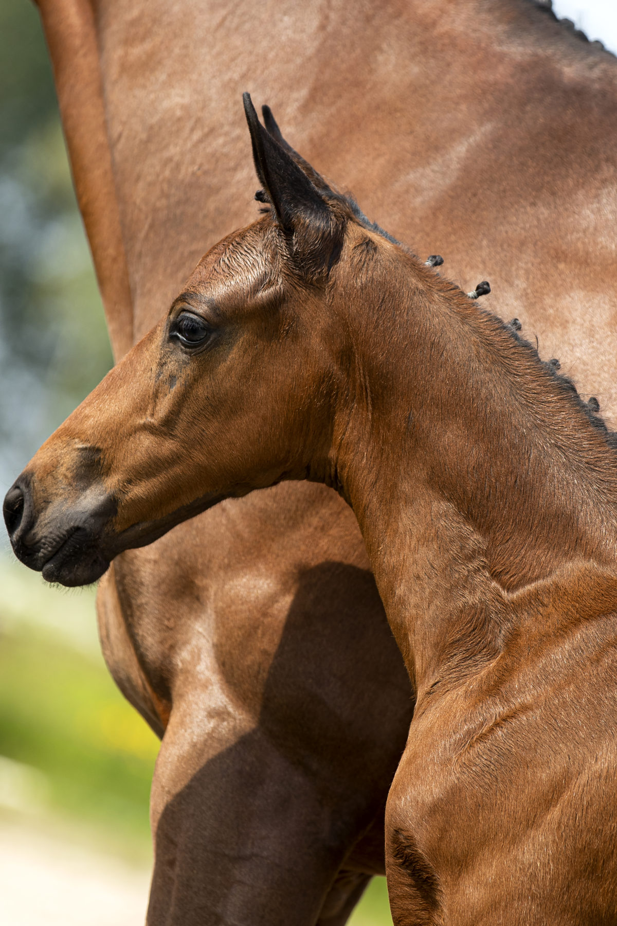 Prisco_(JamesonRS2 X Vivaldi)-1