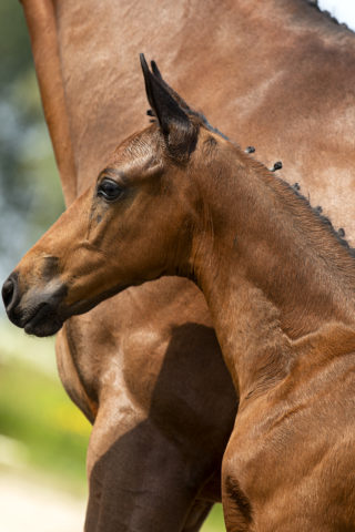 Prisco_(JamesonRS2 X Vivaldi)-1