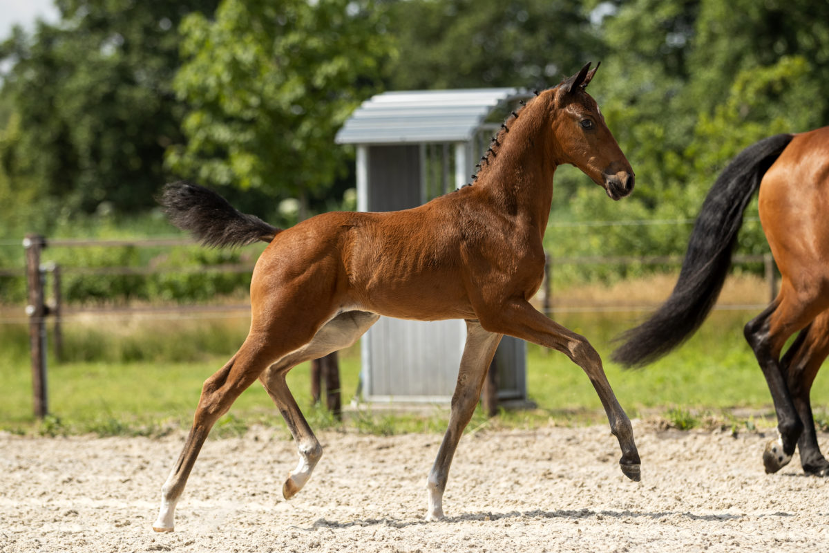 Prisco_(JamesonRS2 X Vivaldi)-3