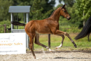 Prisco_(JamesonRS2 X Vivaldi)-4