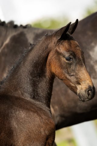 Prodegy_(Livius X Negro)-1 verkleind