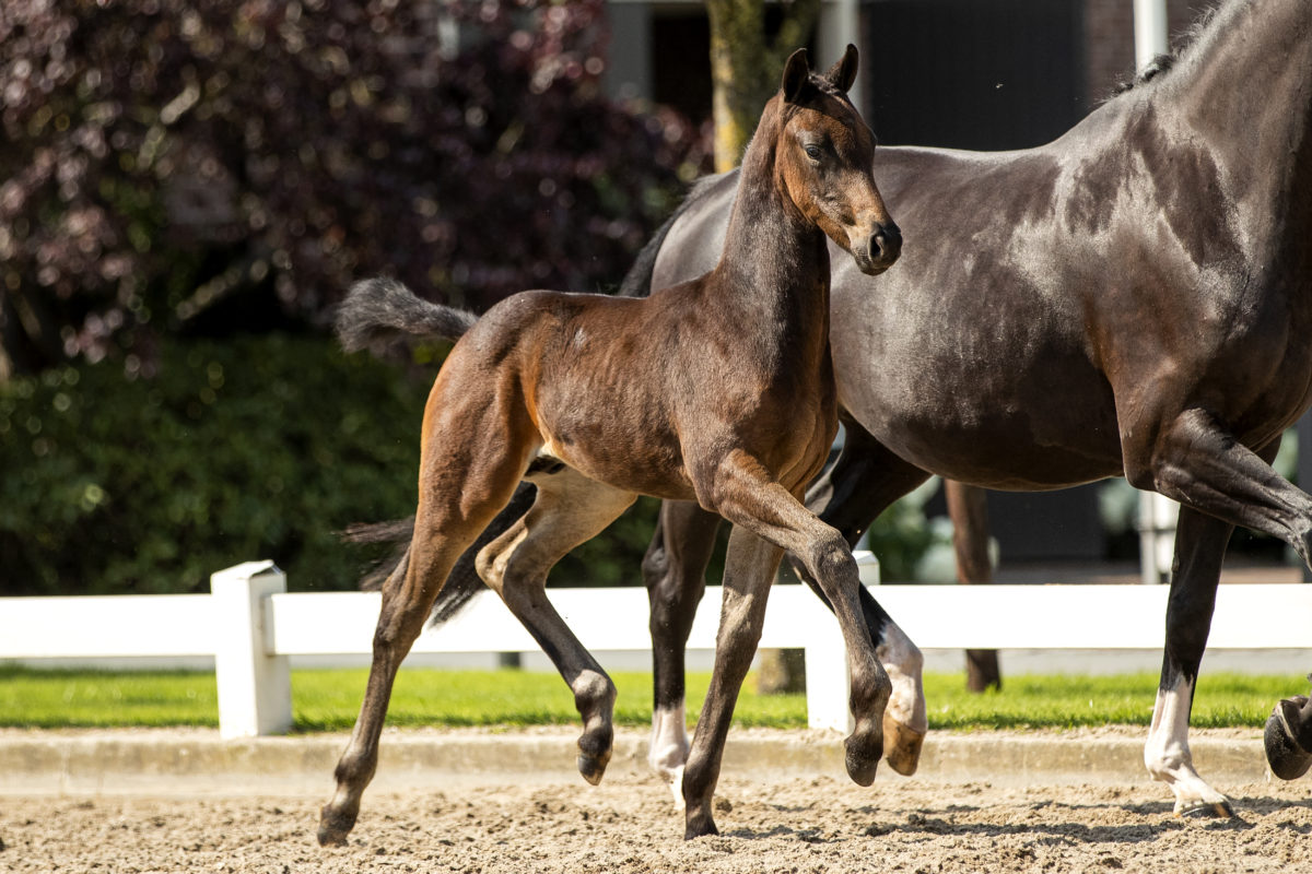 Prodegy_(Livius X Negro)-2