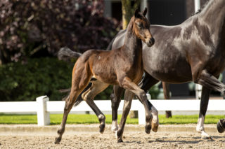 Prodegy_(Livius X Negro)-2