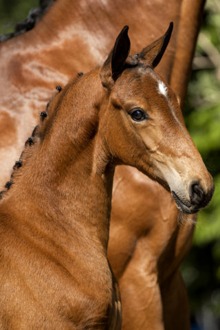 Puma_(LiverpoolTC x United)-1