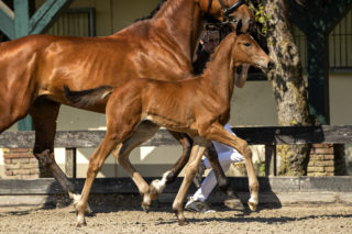 Puma_(LiverpoolTC x United)-3