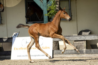 Puma_(LiverpoolTC x United)-5