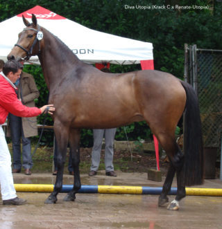 Diva-Utopia Krack C x Renate-Utopia