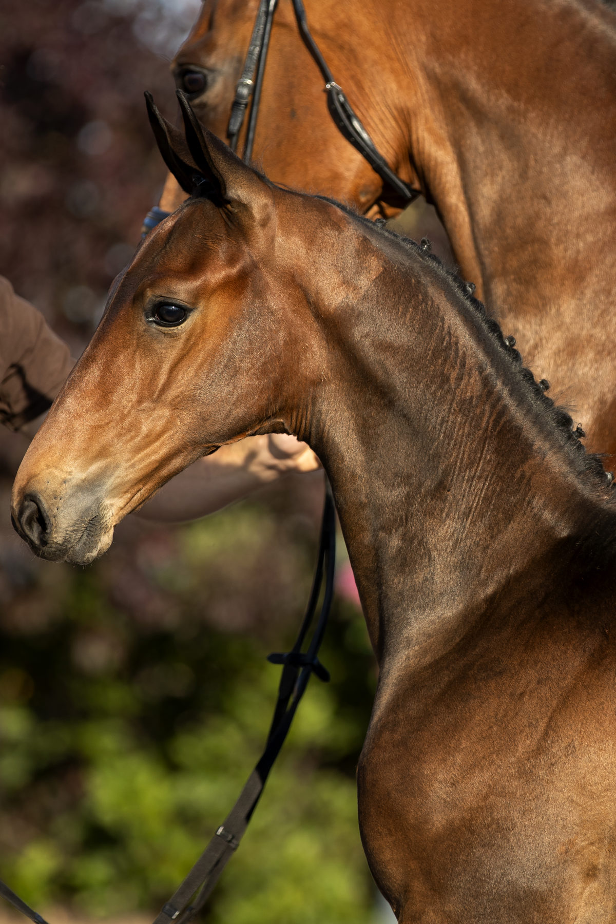 Pardoux_(Furst Toto X Krack C)-1