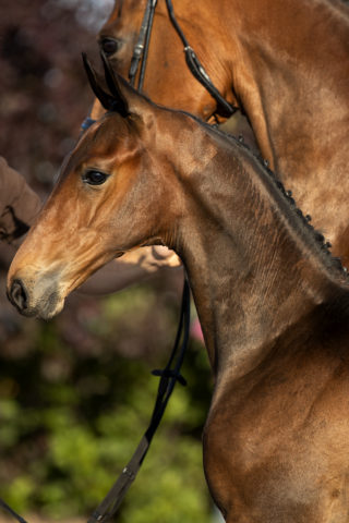 Pardoux_(Furst Toto X Krack C)-1