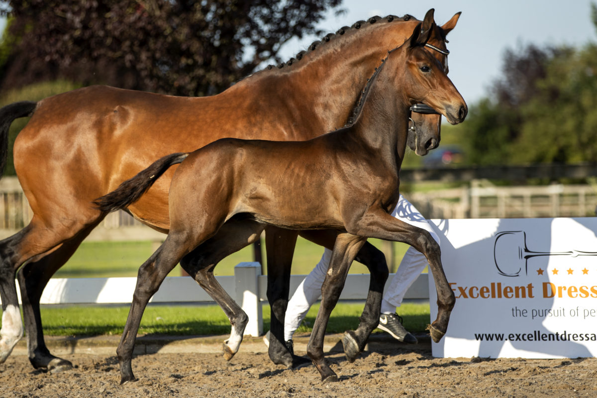 Pardoux_(Furst Toto X Krack C)-2