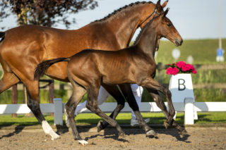 Pardoux_(Furst Toto X Krack C)-4