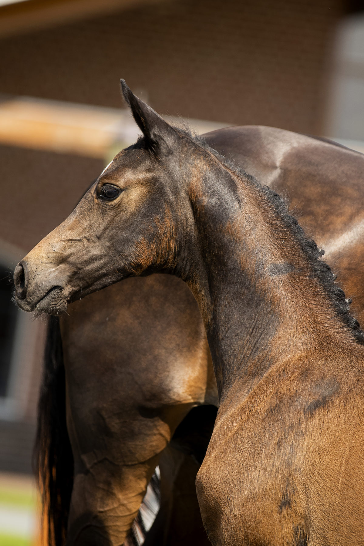 Pavarona_(Daily Diamond X Ferro)-1