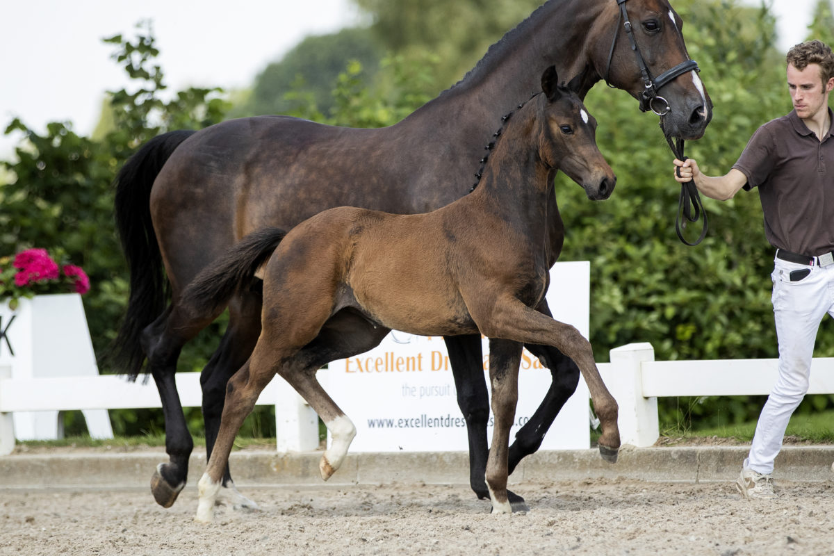 Pavarona_(Daily Diamond X Ferro)-2