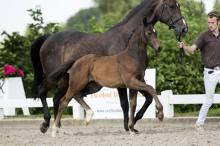 Pavarona_(Daily Diamond X Ferro)-2