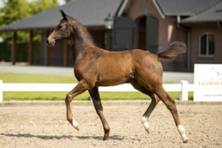 Pavarona_(Daily Diamond X Ferro)-4