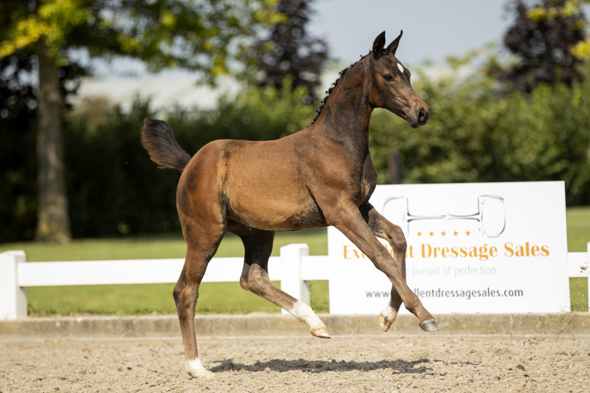 Pavarona_(Daily Diamond X Ferro)-5