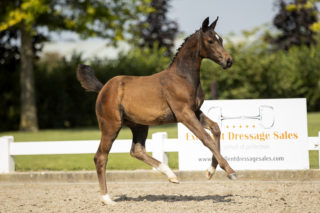 Pavarona_(Daily Diamond X Ferro)-5