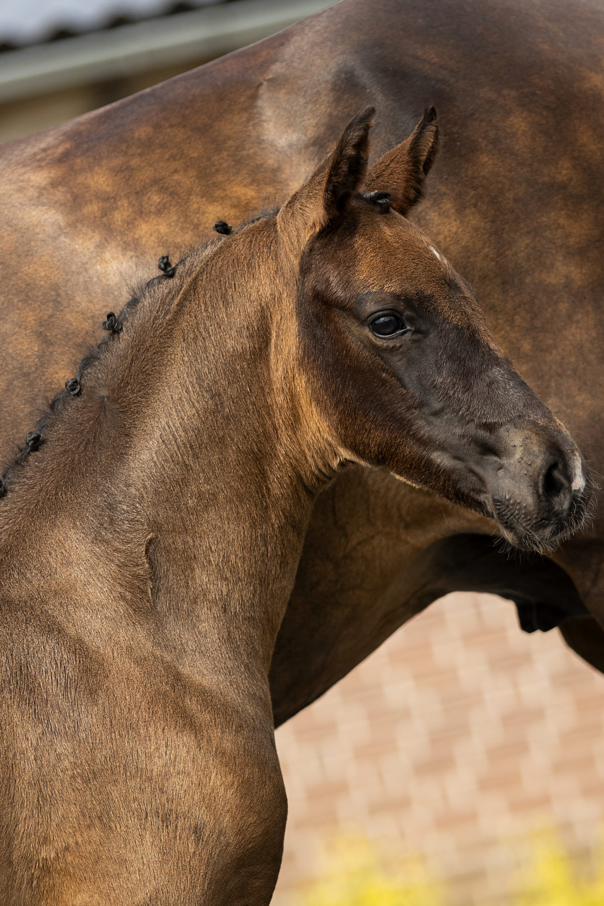 PherebeB_(Daily Diamond X Apache)-1