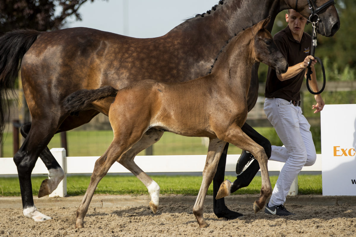 PherebeB_(Daily Diamond X Apache)-2