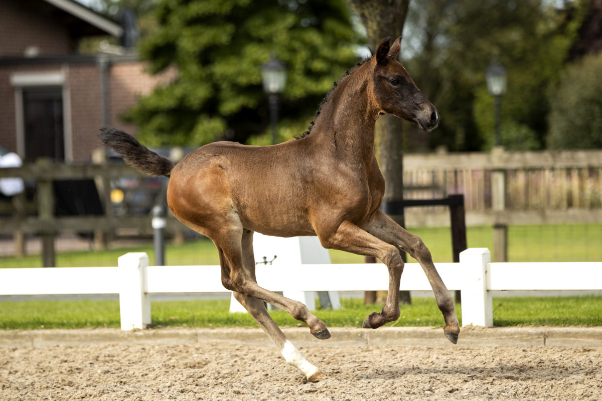 PherebeB_(Daily Diamond X Apache)-4