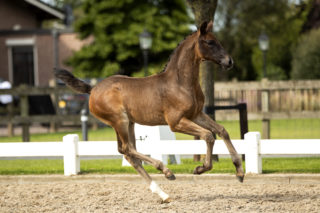 PherebeB_(Daily Diamond X Apache)-4