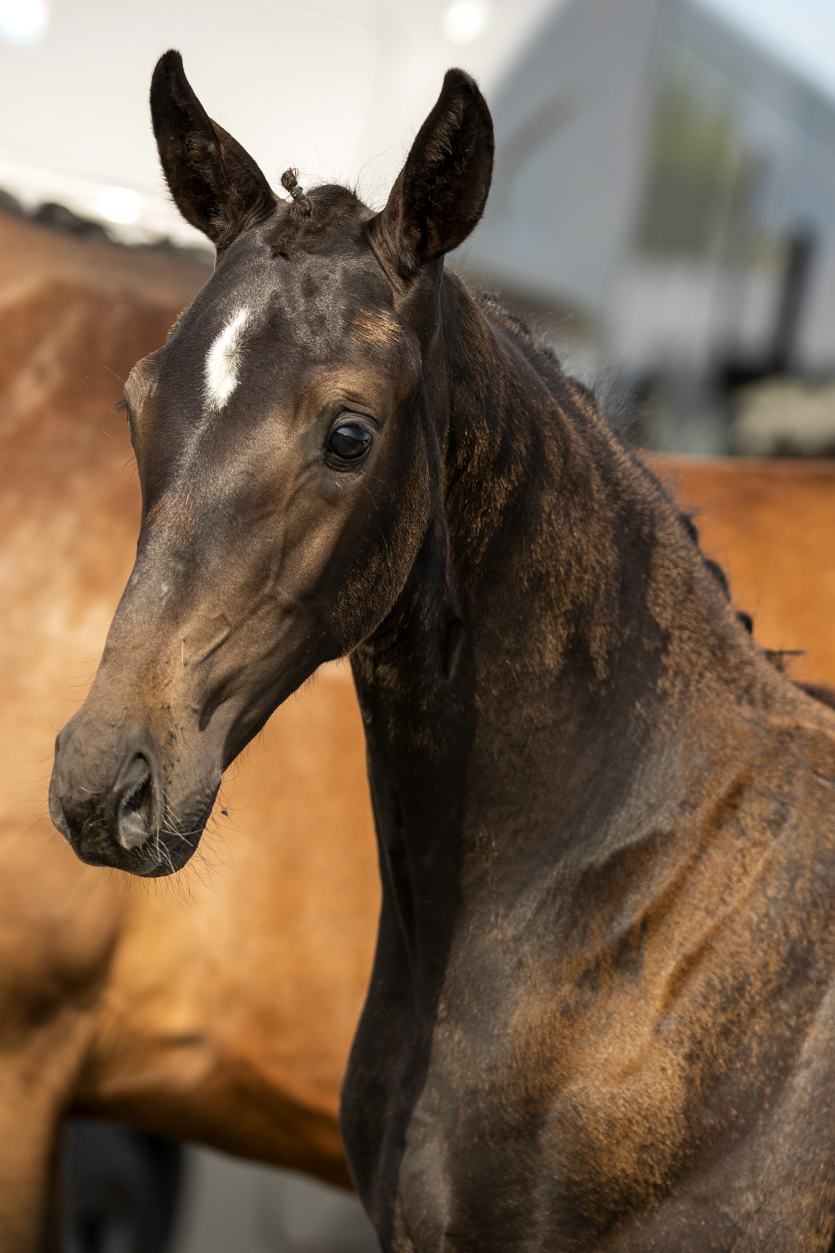 Pompidou_(Jameson X Apache)-1