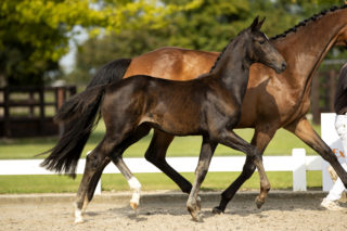 Pompidou_(Jameson X Apache)-2