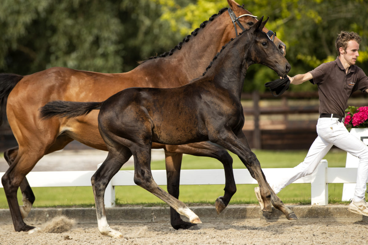 Pompidou_(Jameson X Apache)-5