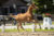 Port Au Prince S_(Glock’s Toto Jr X Johnson)-4