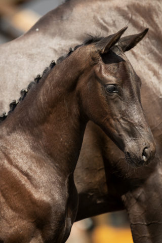 Primadonna_(Livius X Florencio)-1