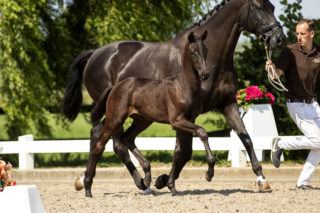 Primadonna_(Livius X Florencio)-2