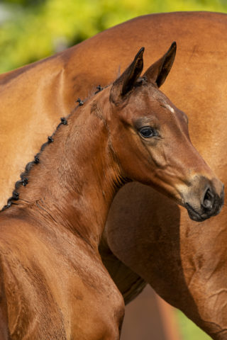 PrincessDile_(Ingocnito X United)-1