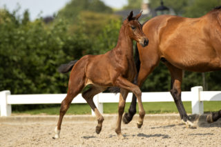 PrincessDile_(Ingocnito X United)-3